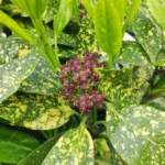 Aucuba japonica fiore primavera