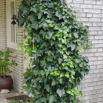 Hedera helix edera rampicante
