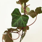 Hedera helix rami