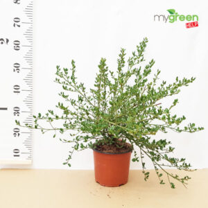 Ceanothus impressus victoria pianta