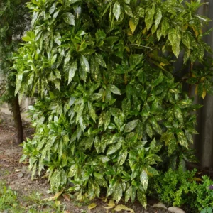 pianta di aucuba japonica in giardino ombreggiato