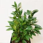 Sarcococca confusa foglie