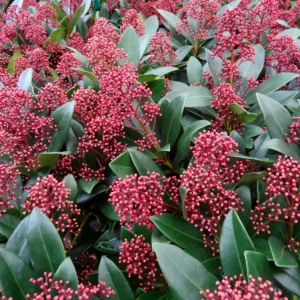 skimmia japonica rubella con gemme