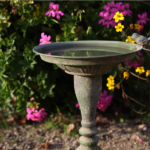 Bagnetto uccellini da terra ambientato