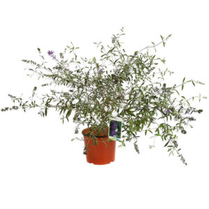 Buddleia davidii nanho blu