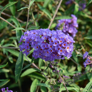 Buddleia davidii nanho blu fiore