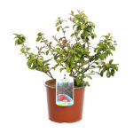 Chaenomeles Speciosa Rubra pianta