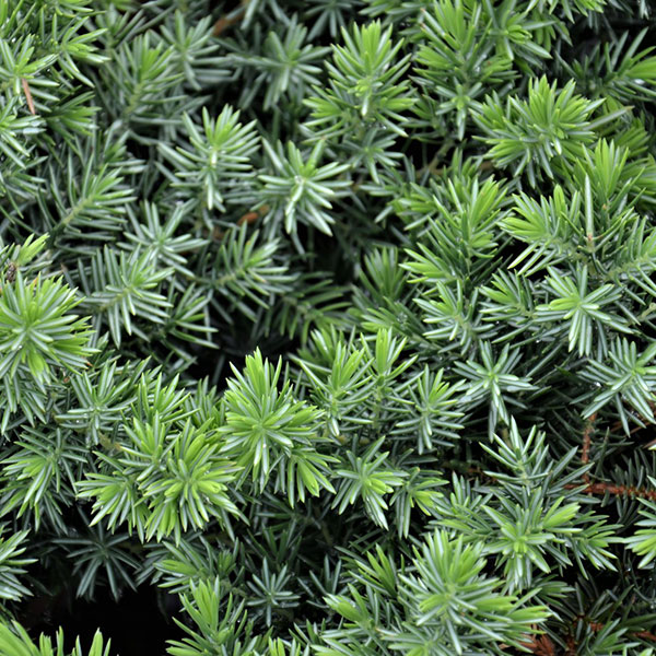 Juniperus Conferta Blue Pacific foglie