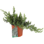 Juniperus Conferta Blue Pacific pianta