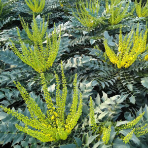 Mahonia Media Winter Sun fiore