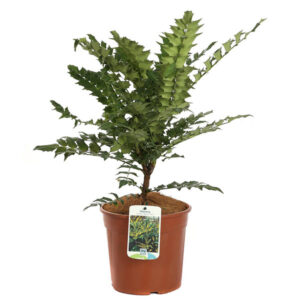 Mahonia Media Winter Sun pianta