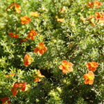 Potentilla Fruticosa Red Star fiore