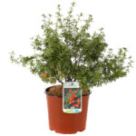 Potentilla Fruticosa Red Star pianta