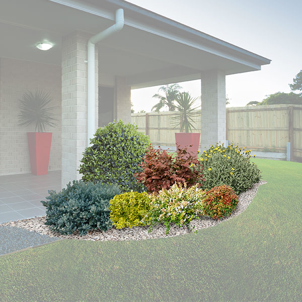 Aiuola colorata sempreverde 1