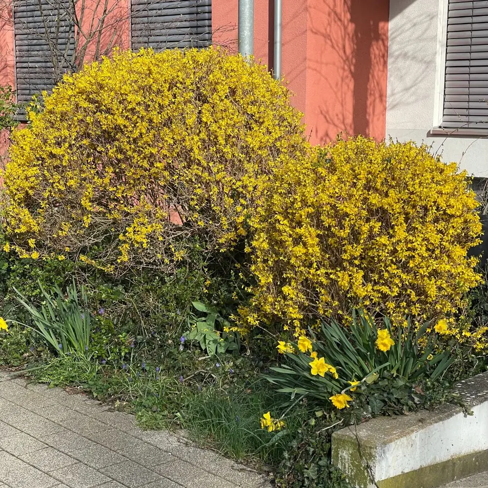 Albero Artificiale Forsythia Con Fiori Gialli - 150 Cm, Tronco In Vero Legno E Liane, In Vaso Di Cemento, Pianta Finta Per Decorazione Primaverile, Lilla Oro