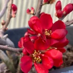 fiore cydonia chaenomeles rosso
