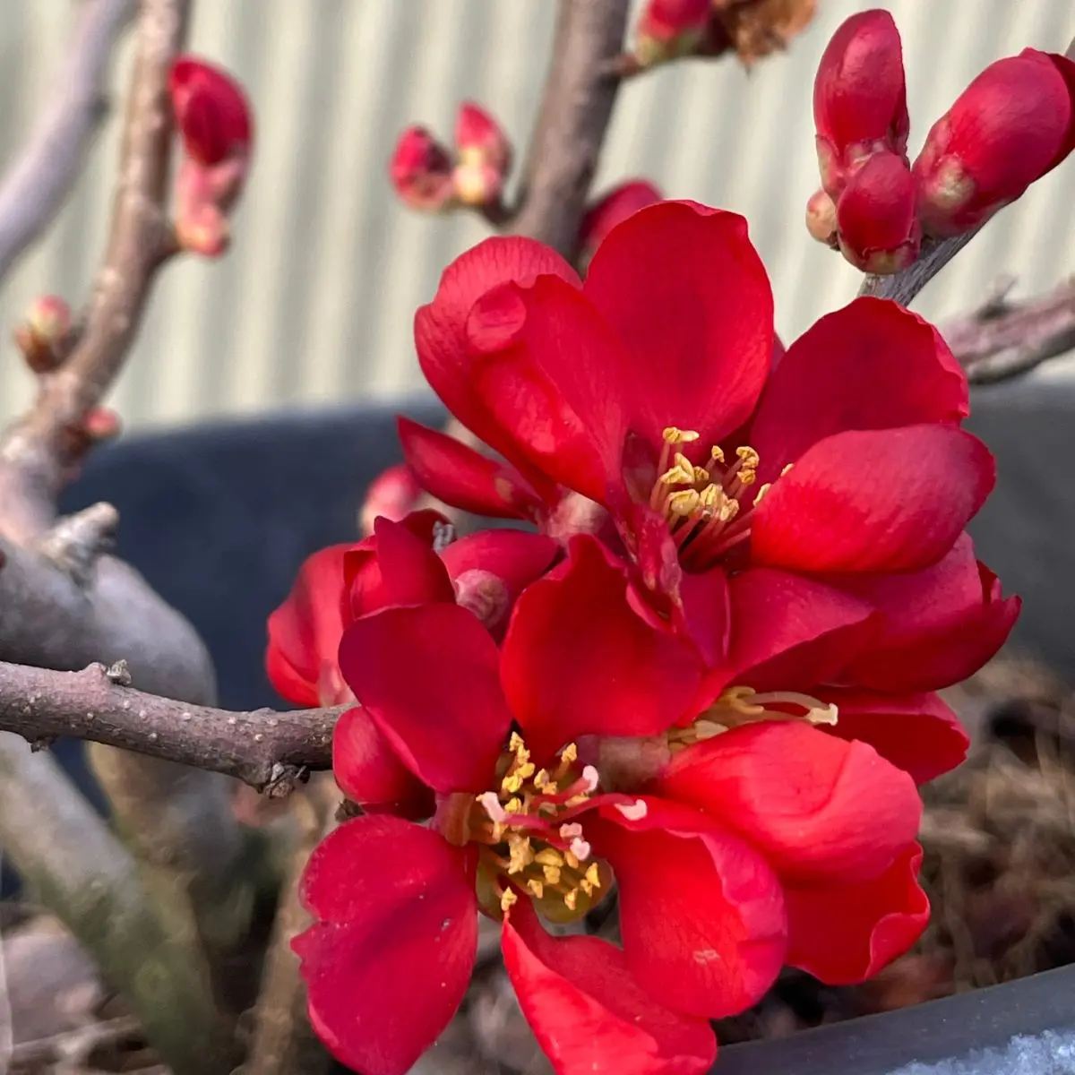 fiore cydonia chaenomeles rosso