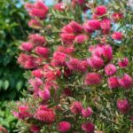 callistemon fiore fucsia