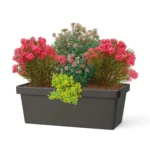 Fioriera con piante sempreverdi fiorite