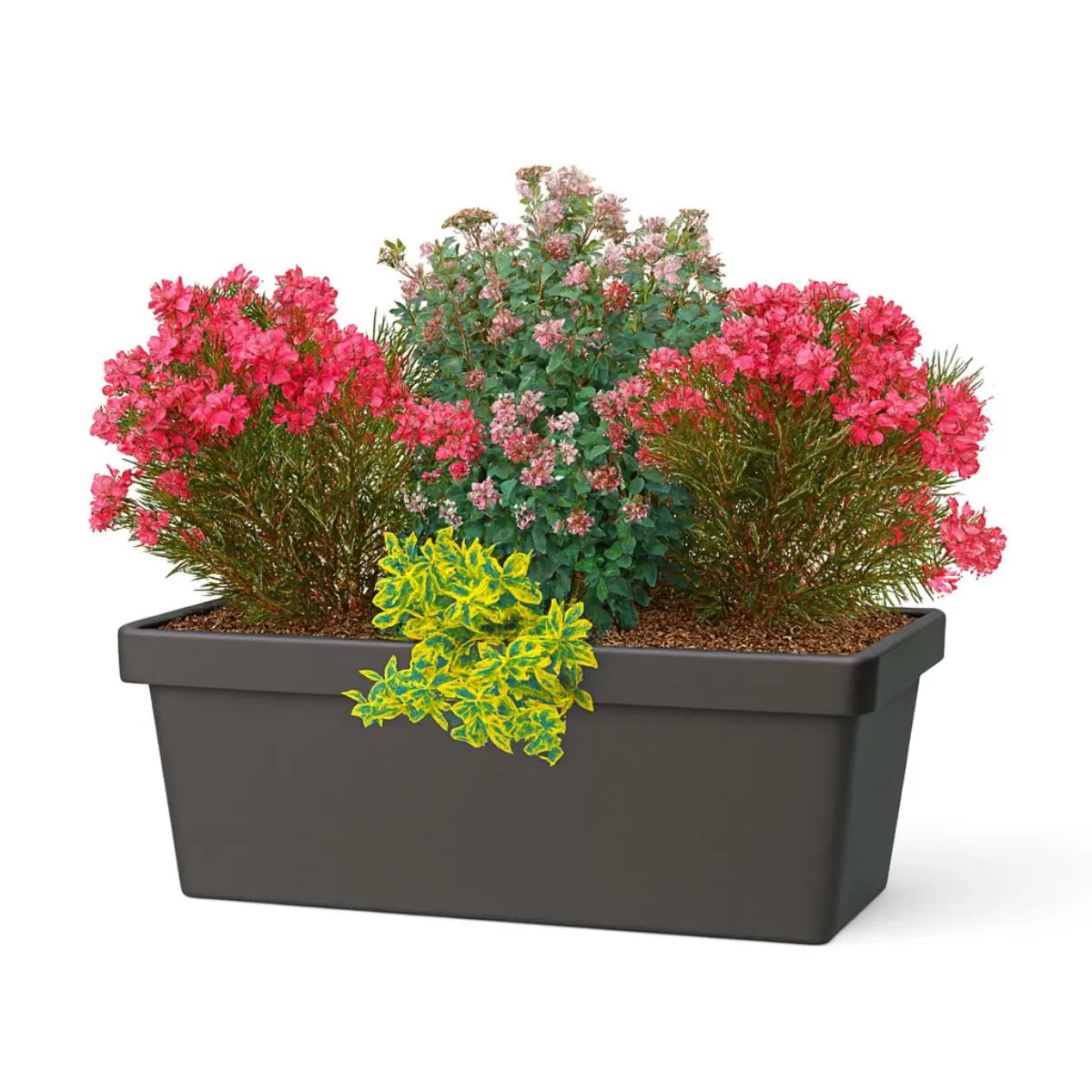 Fioriera con piante sempreverdi fiorite