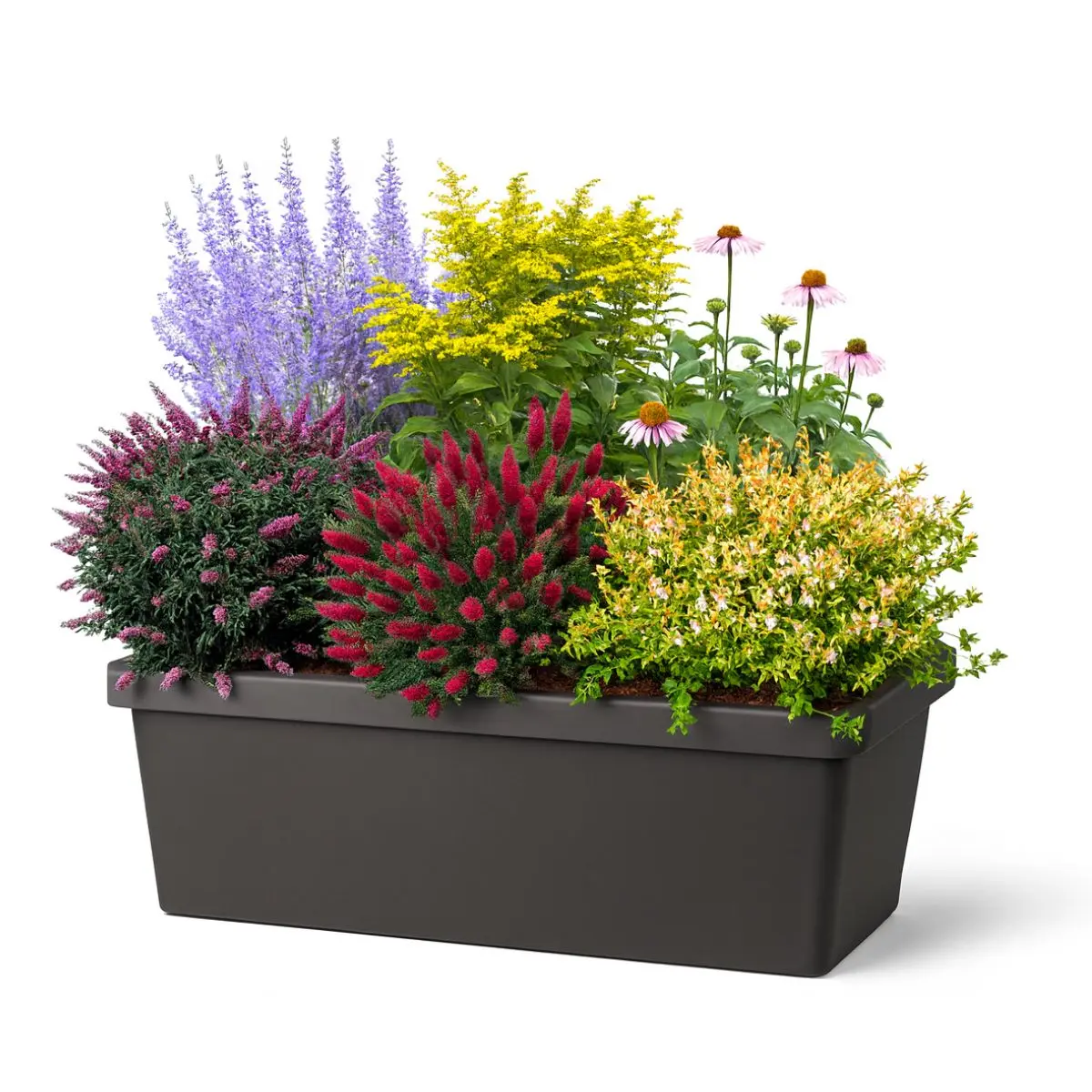 Fioriera con piante attira farfalle (1)