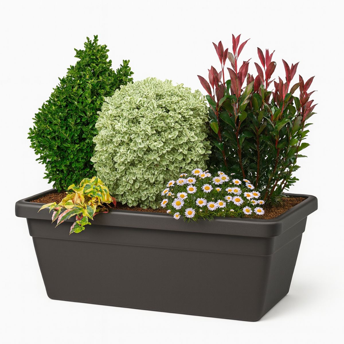 Fioriera con piante sempreverdi colorate