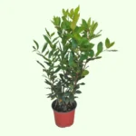 Alloro Laurus nobilis pianta