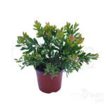 Callistemon mini red pianta