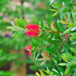 Callistemon mini red fiore