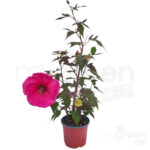 Hibiscus planet griotte pianta