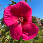 Hibiscus planet griotte fiore