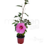 Hibiscus planet solenne pianta