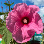 Hibiscus planet solenne fiore