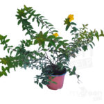 Hypericum hidcote pianta