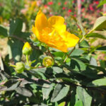 Hypericum hidcote fiore 2