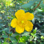 Hypericum hidcote fiore 1