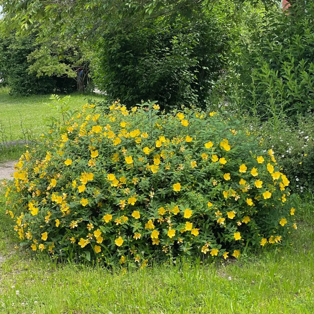 Hypericum hidcote pianta Hypericum hidcote pianta