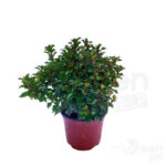 Ilex little rascal pianta