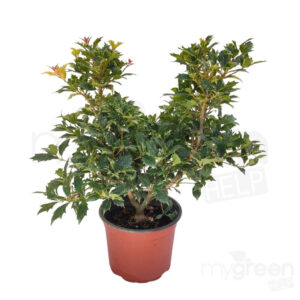 Osmanthus tricolor pianta