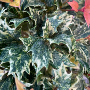 Osmanthus tricolor foglie