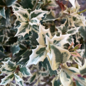 Osmanthus variegato foglie