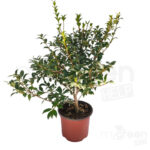 Osmarea burkwoodii foglie