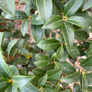 Osmarea burkwoodii foglie