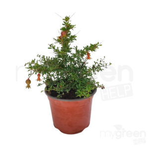 Punica granatum nano pianta