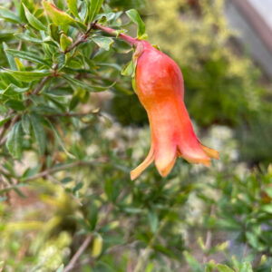 Punica granatum nano frutto