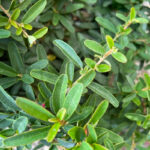 Pyracantha navaho nana foglie