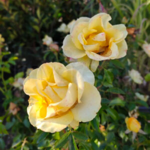 Rosa GOLDEN BONICA var. Meianycid fiore1