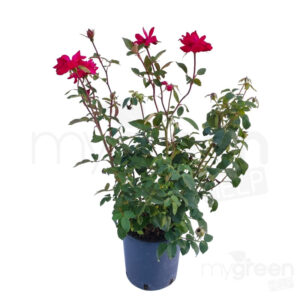 Rosa Double KNOCK OUT var. Radtko pianta