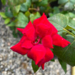 Rosa Double KNOCK OUT var. Radtko fiore