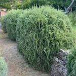 Rosmarino prostrato (Rosmarinus prostratus)